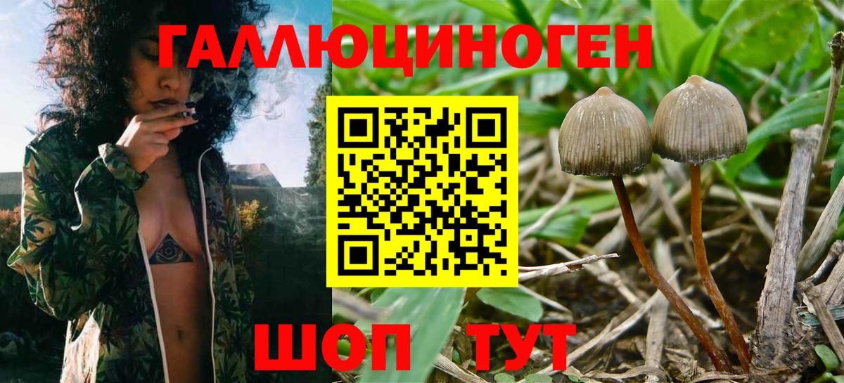Псилоцибиновые грибы MAGIC MUSHROOMS  Галлюциногенные грибы мицелий  даркнет сайт  Дивногорск 